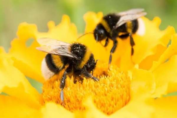 Chiêm bao thấy con ong là điềm hên hay xui?